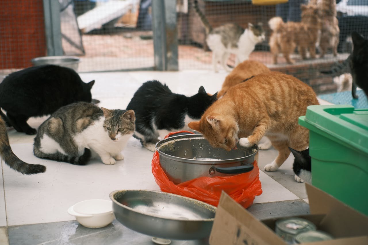 cats-in-a-shelter