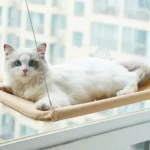 Cozy Hammock: Ultimate Comfort Spot for Your Cat