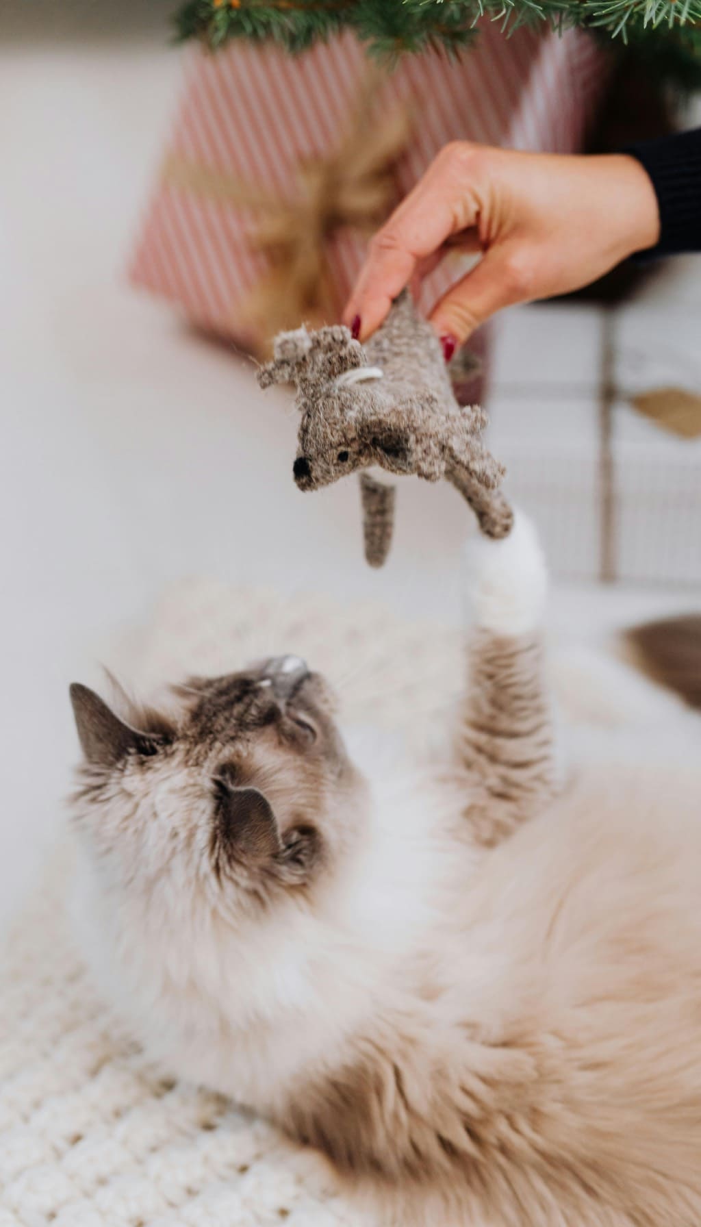 Cat Toys
