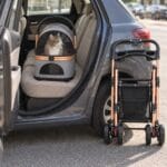 Gray cat carrier on a car's back seat with a tabby cat sitting up inside, the stroller frame folded flat beside the car