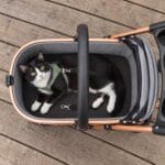 Top view into the open gray cat carrier: a tuxedo cat in a green harness clipped to a short black tether