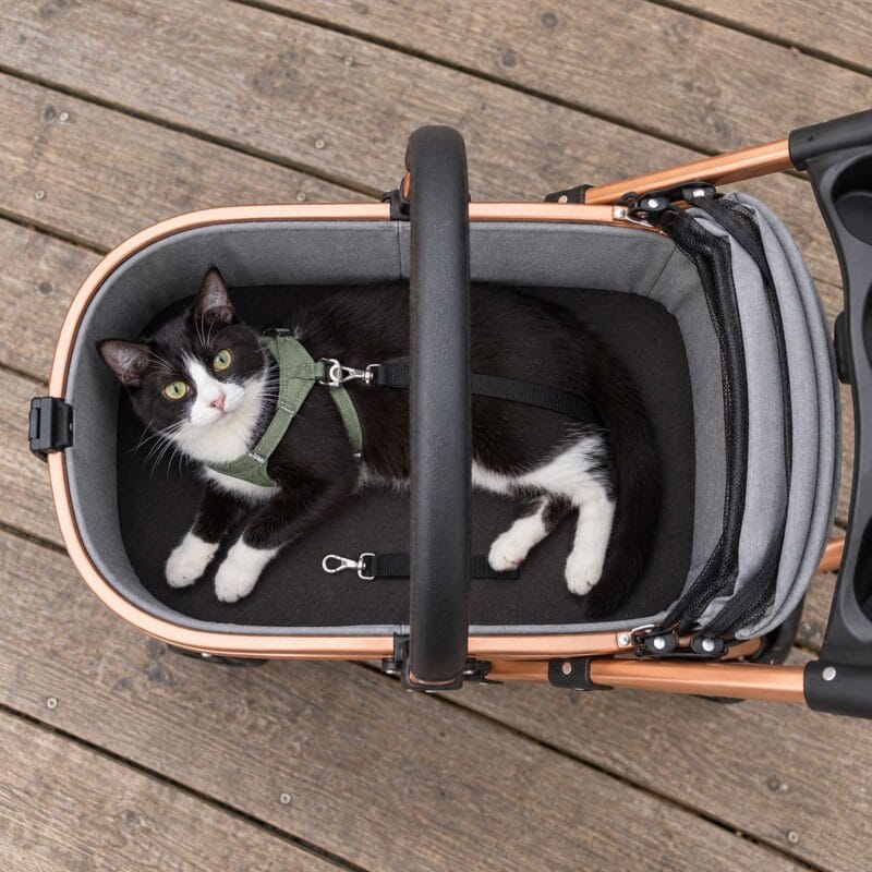 Top view into the open gray cat carrier: a tuxedo cat in a green harness clipped to a short black tether