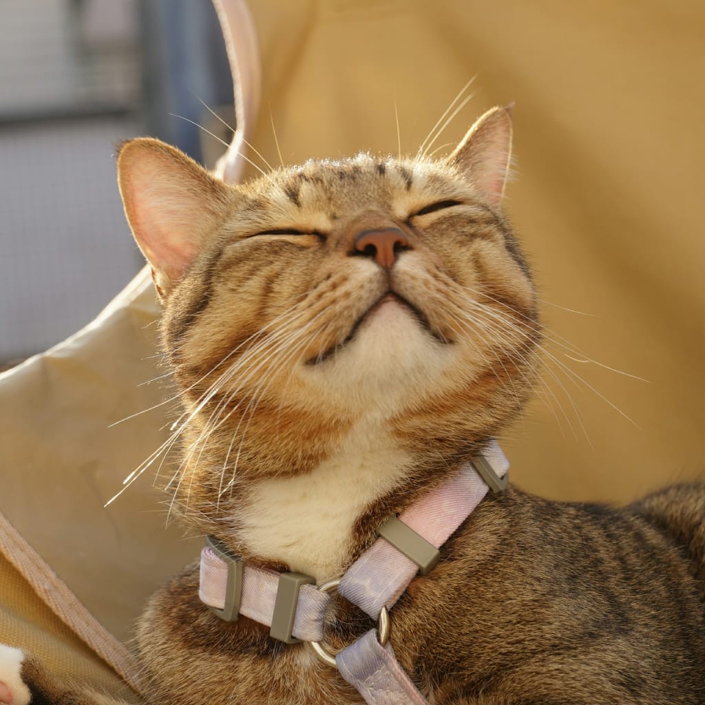 Cat being groomed with a self-grooming brush