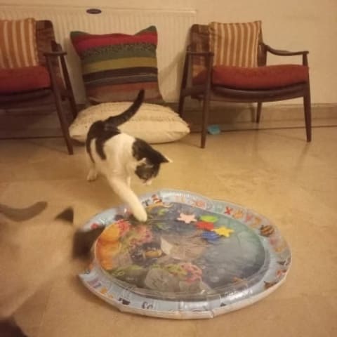 Customer cat playing on AquaPaw