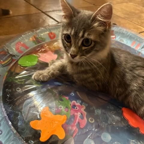 Cat engaged with water mat