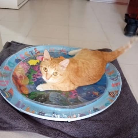 Customer's cat in bed