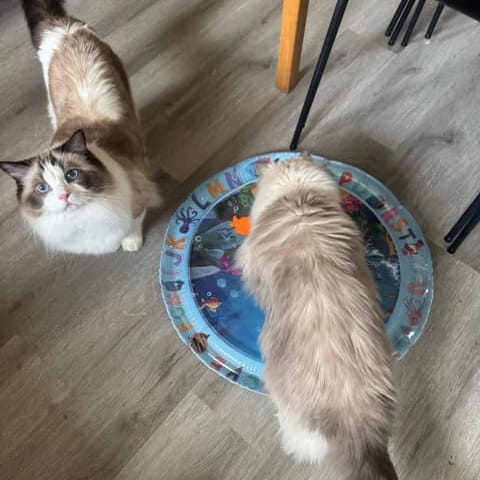 Customer's cat outdoors