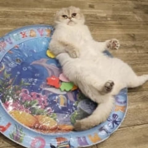 Customer's cat grooming