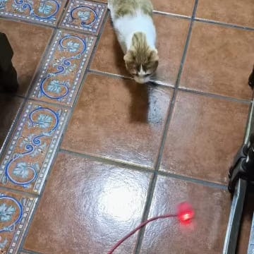 Customer cat using all three Hunt Kit toys