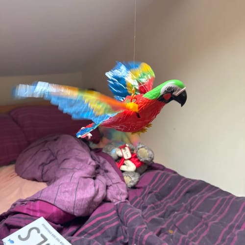 Customer cat enjoying Hunt Kit