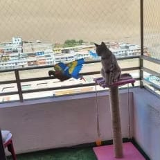 Customer cat mid-play session with Hunt Kit