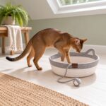 cat-stepping-into-gray-rope-cat-basket Ruddy Abyssinian cat stepping over the rim into a gray and white rope cat basket on a bright landing