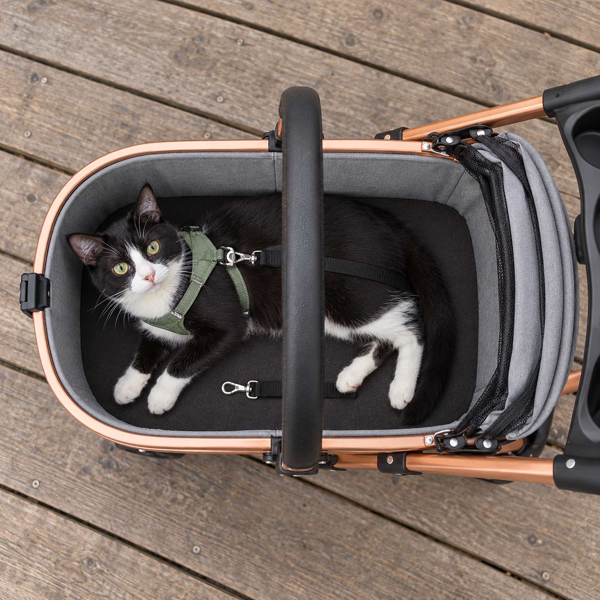 Tuxedo cat in a green harness lying in the open carrier, a short tether clipped to the harness